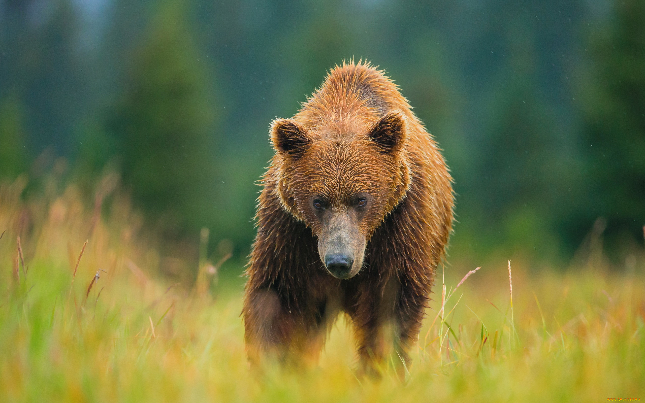 Звери про медведь. Медведь. Медведь картинка. Медведь в лесу. Бурый Медвежонок.